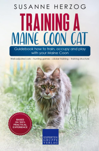 Training maine coon cat - maine,