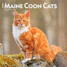 Maine Coon Cats Calendar 2026