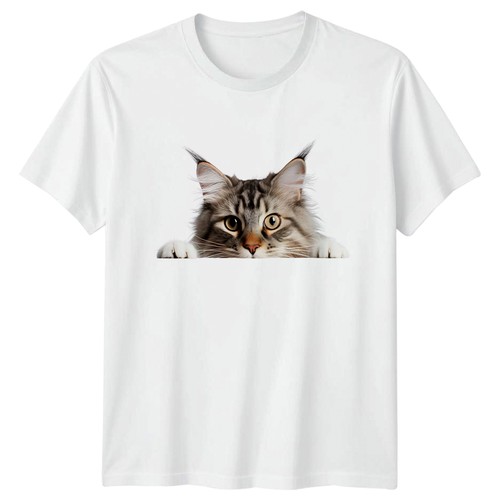 Maine coon cat peeking - maine,
