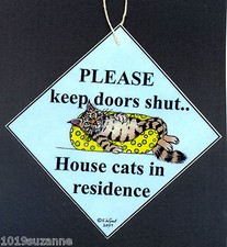 MAINE COON CAT IN RESIDENCE