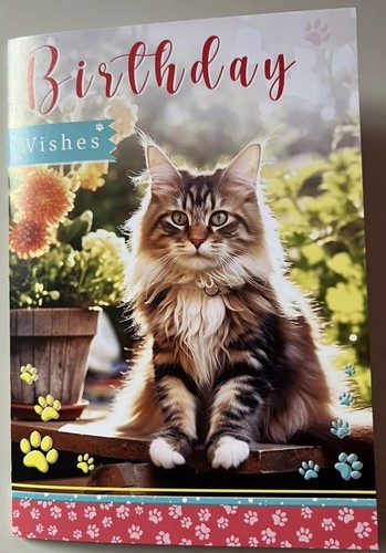 Cute maine coon cat - cute, birthday