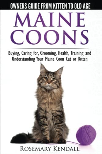 Maine coon cats - -, the