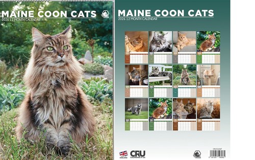 Maine coon cats 2026 calendar - coon,