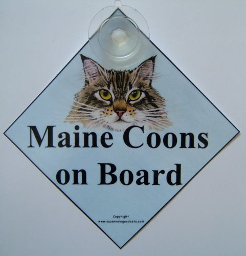 Maine coon cat art car - art,